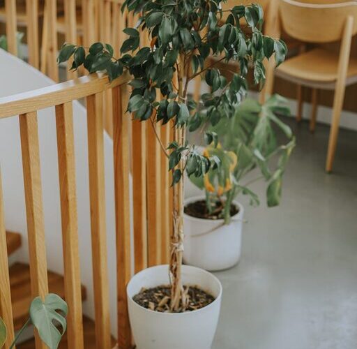 Simple Tips for Creating a Sustainable and Eco-Friendly Home Environment